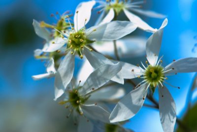 Amelanchier canadensis - muchovník kanadský - květ